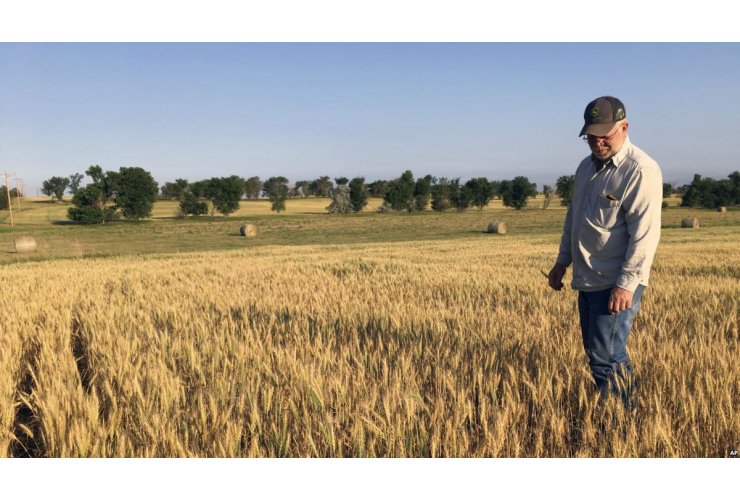 Syria buys 200,000 tons of Russian wheat and nine million tons