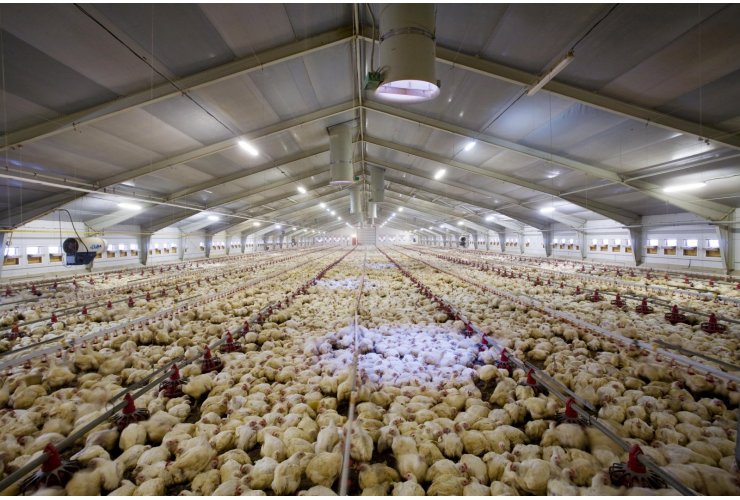 poultry meat production project